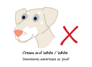 Unacceptable colours for Dobermann, cream and white